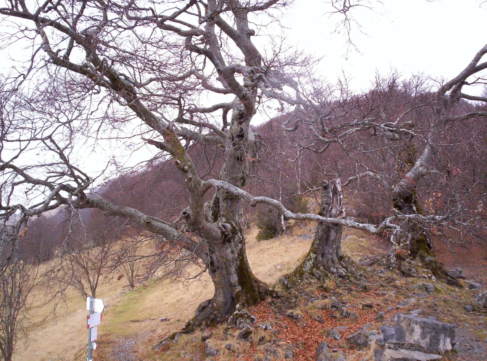 Foto n° 12 del trekking Tre Faggi │ Fuipiano